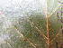  ( - FOLI095)  @11 [ ] CreativeCommons - Attribution Non-Commercial Share-Alike (2013) Unspecified Herbarium de l'Université Libre de Bruxelles