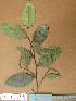  ( - FOLI099)  @11 [ ] CreativeCommons - Attribution Non-Commercial Share-Alike (2013) Unspecified Herbarium de l'Université Libre de Bruxelles