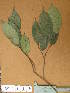  ( - FOLI114)  @11 [ ] CreativeCommons - Attribution Non-Commercial Share-Alike (2013) Unspecified Herbarium de l'Université Libre de Bruxelles