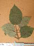 ( - FOLI117)  @11 [ ] CreativeCommons - Attribution Non-Commercial Share-Alike (2013) Unspecified Herbarium de l'Université Libre de Bruxelles