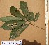  ( - FOLI129)  @11 [ ] CreativeCommons - Attribution Non-Commercial Share-Alike (2013) Unspecified Herbarium de l'Université Libre de Bruxelles