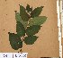  ( - FOLI138)  @11 [ ] CreativeCommons - Attribution Non-Commercial Share-Alike (2013) Unspecified Herbarium de l'Université Libre de Bruxelles