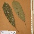  ( - FOLI155)  @11 [ ] CreativeCommons - Attribution Non-Commercial Share-Alike (2013) Unspecified Herbarium de l'Université Libre de Bruxelles