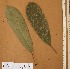  ( - FOLI155)  @11 [ ] CreativeCommons - Attribution Non-Commercial Share-Alike (2013) Unspecified Herbarium de l'Université Libre de Bruxelles