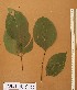  ( - FOLI160)  @11 [ ] CreativeCommons - Attribution Non-Commercial Share-Alike (2013) Unspecified Herbarium de l'Université Libre de Bruxelles