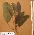 ( - FOLI164)  @11 [ ] CreativeCommons - Attribution Non-Commercial Share-Alike (2013) Unspecified Herbarium de l'Université Libre de Bruxelles