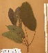  ( - FOLI164)  @11 [ ] CreativeCommons - Attribution Non-Commercial Share-Alike (2013) Unspecified Herbarium de l'Université Libre de Bruxelles