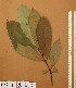  ( - FOLI182)  @11 [ ] CreativeCommons - Attribution Non-Commercial Share-Alike (2013) Unspecified Herbarium de l'Université Libre de Bruxelles