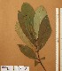  ( - FOLI182)  @11 [ ] CreativeCommons - Attribution Non-Commercial Share-Alike (2013) Unspecified Herbarium de l'Université Libre de Bruxelles
