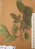  ( - FOLI198)  @11 [ ] CreativeCommons - Attribution Non-Commercial Share-Alike (2013) Unspecified Herbarium de l'Université Libre de Bruxelles