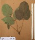  ( - FOLI206)  @11 [ ] CreativeCommons - Attribution Non-Commercial Share-Alike (2013) Unspecified Herbarium de l'Université Libre de Bruxelles