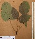  ( - FOLI206)  @11 [ ] CreativeCommons - Attribution Non-Commercial Share-Alike (2013) Unspecified Herbarium de l'Université Libre de Bruxelles