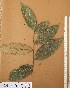  ( - FOLI208)  @11 [ ] CreativeCommons - Attribution Non-Commercial Share-Alike (2013) Unspecified Herbarium de l'Université Libre de Bruxelles