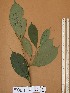  ( - FOLI226)  @11 [ ] CreativeCommons - Attribution Non-Commercial Share-Alike (2013) Unspecified Herbarium de l'Université Libre de Bruxelles