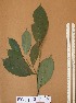  ( - FOLI226)  @11 [ ] CreativeCommons - Attribution Non-Commercial Share-Alike (2013) Unspecified Herbarium de l'Université Libre de Bruxelles