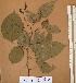  ( - FOLI234)  @11 [ ] CreativeCommons - Attribution Non-Commercial Share-Alike (2013) Unspecified Herbarium de l'Université Libre de Bruxelles