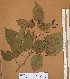  ( - FOLI234)  @11 [ ] CreativeCommons - Attribution Non-Commercial Share-Alike (2013) Unspecified Herbarium de l'Université Libre de Bruxelles
