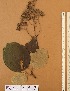  ( - FOLI247)  @11 [ ] CreativeCommons - Attribution Non-Commercial Share-Alike (2013) Unspecified Herbarium de l'Université Libre de Bruxelles