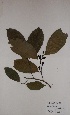 ( - BRLU-GD3017)  @11 [ ] CreativeCommons - Attribution Non-Commercial Share-Alike (2013) Unspecified Herbarium de l'Université Libre de Bruxelles