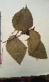  (Alchornea cordifolia - FHO-EP952)  @11 [ ] Copyright (2013) Unspecified University of Oxford, Department of Plant Sciences