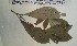  (Alchornea floribunda - FHO-EP1906)  @11 [ ] Copyright (2013) Unspecified University of Oxford, Department of Plant Sciences