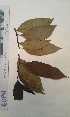  (Anthostema - FHO-CY3015)  @11 [ ] Copyright (2013) Unspecified University of Oxford, Department of Plant Sciences