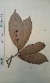  (Antidesma oblongum - FHO-PUTUEP2395)  @11 [ ] Copyright (2013) Unspecified University of Oxford, Department of Plant Sciences