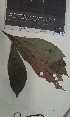  (Argomuellera - FHO-PS4859)  @11 [ ] Copyright (2013) Unspecified University of Oxford, Department of Plant Sciences