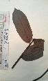  (Bridelia grandis - FHO-CY2245)  @11 [ ] Copyright (2013) Unspecified University of Oxford, Department of Plant Sciences