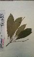  (Crotonogyne - FHO-EP7460)  @11 [ ] Copyright (2013) Unspecified University of Oxford, Department of Plant Sciences