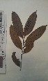  (Keayodendron - FHO-EP2285)  @11 [ ] Copyright (2013) Unspecified University of Oxford, Department of Plant Sciences