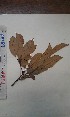  (Macaranga barteri - FHO-DB668)  @11 [ ] Copyright (2013) Unspecified University of Oxford, Department of Plant Sciences