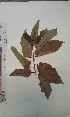  (Macaranga heudelotii - FHO-CY3028)  @11 [ ] Copyright (2013) Unspecified University of Oxford, Department of Plant Sciences