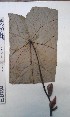  (Macaranga schweinfurthii - FHO-EP5114)  @11 [ ] Copyright (2013) Unspecified University of Oxford, Department of Plant Sciences