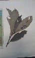  (Mareya - FHO-EP1177)  @11 [ ] Copyright (2013) Unspecified University of Oxford, Department of Plant Sciences