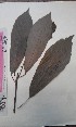  ( - FHO-EP2617)  @11 [ ] Copyright (2013) Unspecified University of Oxford, Department of Plant Sciences