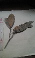  (Caloncoba brevipes - FHO-PS1768)  @11 [ ] Copyright (2013) Unspecified University of Oxford, Department of Plant Sciences
