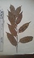  (Casearia calodendron - FHO-DB10576)  @11 [ ] Copyright (2013) Unspecified University of Oxford, Department of Plant Sciences