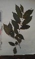  ( - FHO-EP859)  @11 [ ] Copyright (2013) Unspecified University of Oxford, Department of Plant Sciences