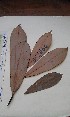  ( - FHO-DB2066)  @11 [ ] Copyright (2013) Unspecified University of Oxford, Department of Plant Sciences