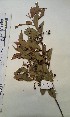  (Vismia guineensis - FHO-EP4100)  @11 [ ] Copyright (2013) Unspecified University of Oxford, Department of Plant Sciences