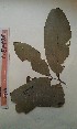  ( - FHO-PUTUEP978)  @11 [ ] Copyright (2013) Unspecified University of Oxford, Department of Plant Sciences