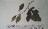  (Irvingia wombolu - FHO-CY2387)  @11 [ ] Copyright (2013) Unspecified University of Oxford, Department of Plant Sciences