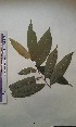  ( - FHO-PS3968)  @11 [ ] Copyright (2013) Unspecified University of Oxford, Department of Plant Sciences
