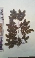  (Copaifera salikounda - FHO-EP6123)  @11 [ ] Copyright (2013) Unspecified University of Oxford, Department of Plant Sciences