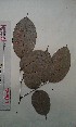  ( - FHO-PS1809)  @11 [ ] Copyright (2013) Unspecified University of Oxford, Department of Plant Sciences