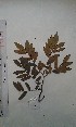  ( - FHO-PS197)  @11 [ ] Copyright (2013) Unspecified University of Oxford, Department of Plant Sciences