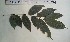  ( - FHO-PS1273)  @11 [ ] Copyright (2013) Unspecified University of Oxford, Department of Plant Sciences