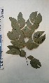  ( - FHO-DB7345)  @11 [ ] Copyright (2013) Unspecified University of Oxford, Department of Plant Sciences