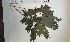  ( - FHO-PS5056)  @11 [ ] Copyright (2013) Unspecified University of Oxford, Department of Plant Sciences